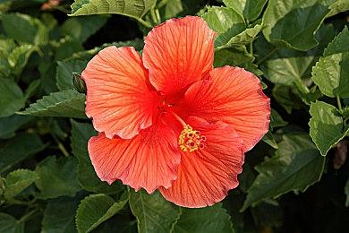 《师父》超酷人物Mod演示 蜘蛛侠威斯克等登场